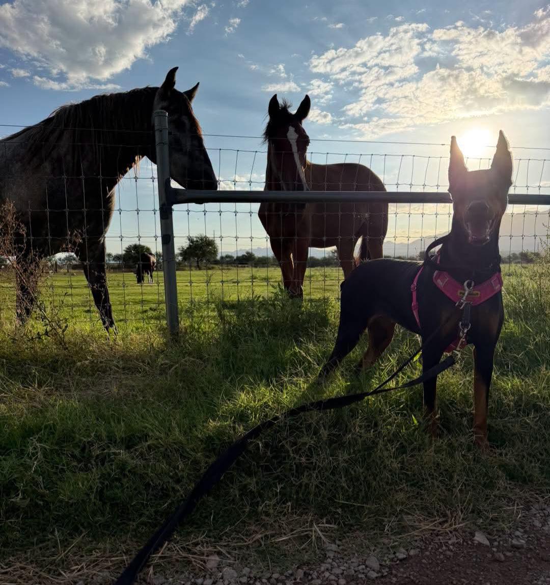 Enlarge Tootsie, a Adoptable Doberman Pinscher in Buffalo, MN image 3/3