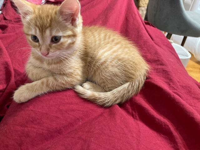 Finn, a Adoptable Domestic Short Hair in Ottawa, ON image 3/6