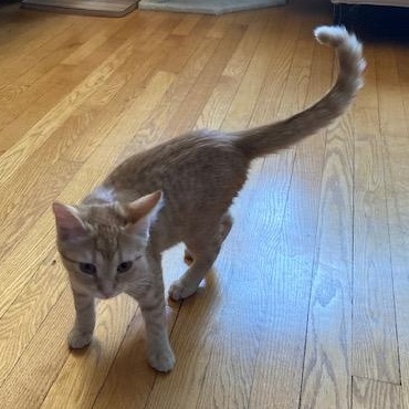 Finn, a Adoptable Domestic Short Hair in Ottawa, ON image 4/6