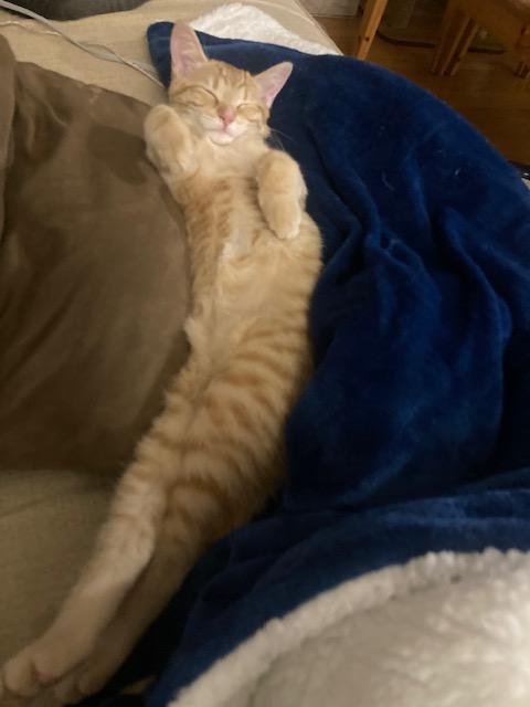 Finn, a Adoptable Domestic Short Hair in Ottawa, ON image 6/6