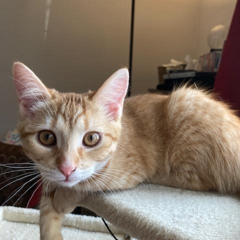 Finn, a Adoptable Domestic Short Hair in Ottawa, ON image 2/6