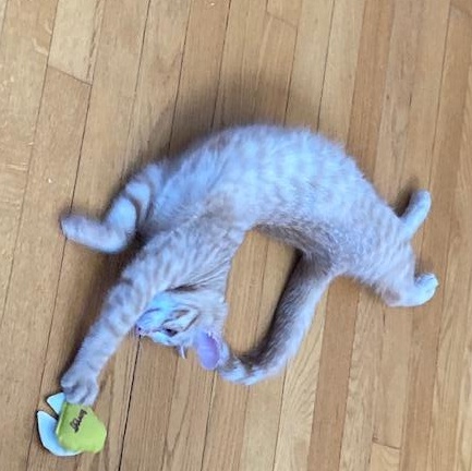 Finn, a Adoptable Domestic Short Hair in Ottawa, ON image 5/6