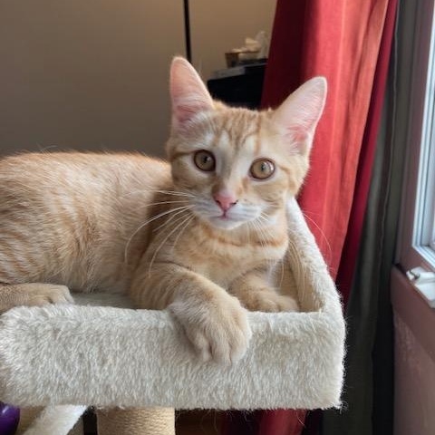 Finn, Adoptable, Kitten Female Domestic Short Hair.