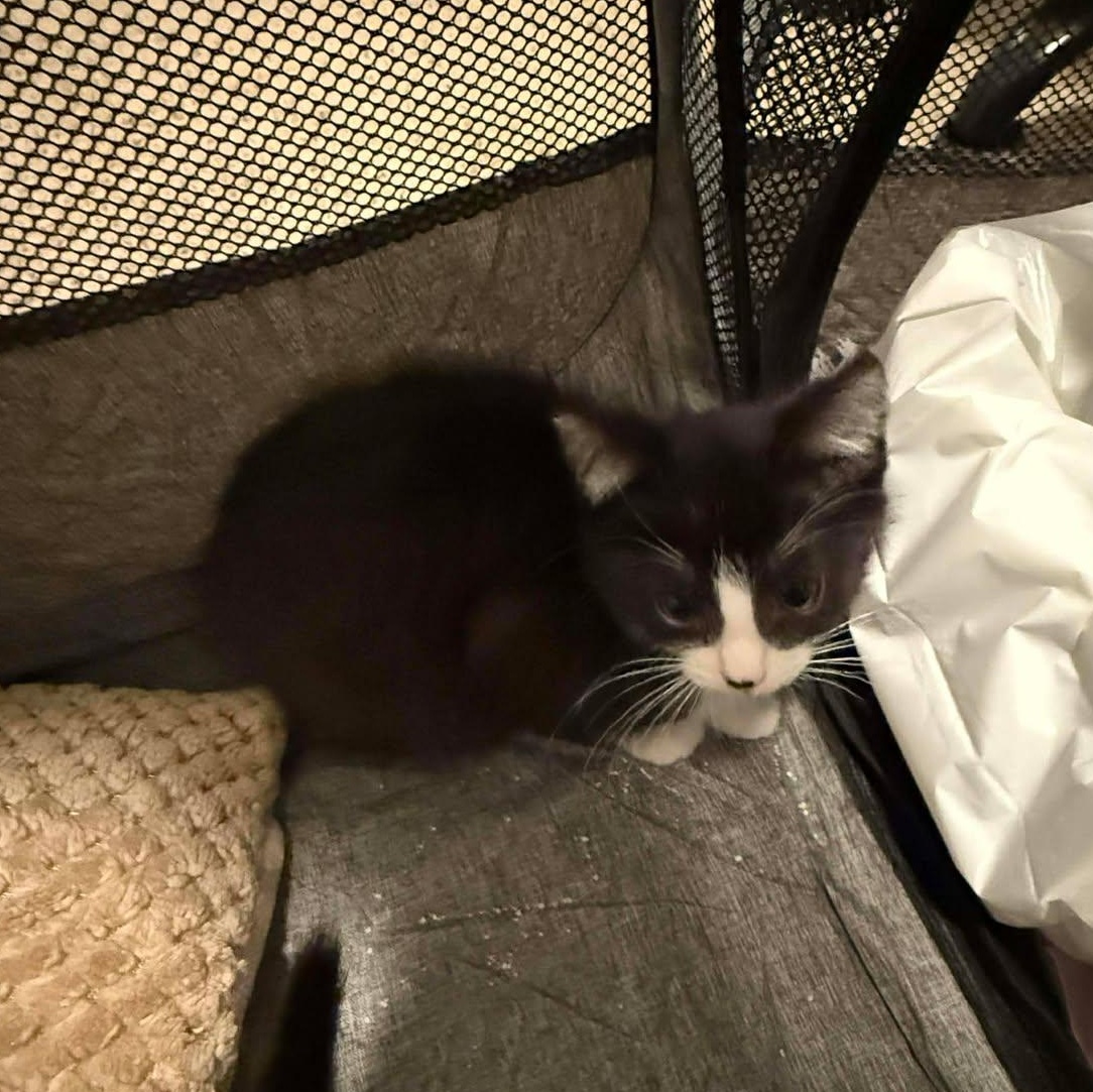 Enlarge Yahtzee, a ADOPTABLE mixed breed in East Lansing, MI image 3/5