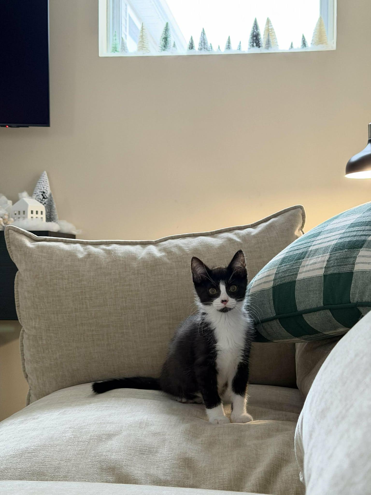 Enlarge Yahtzee, a ADOPTABLE mixed breed in East Lansing, MI image 2/5