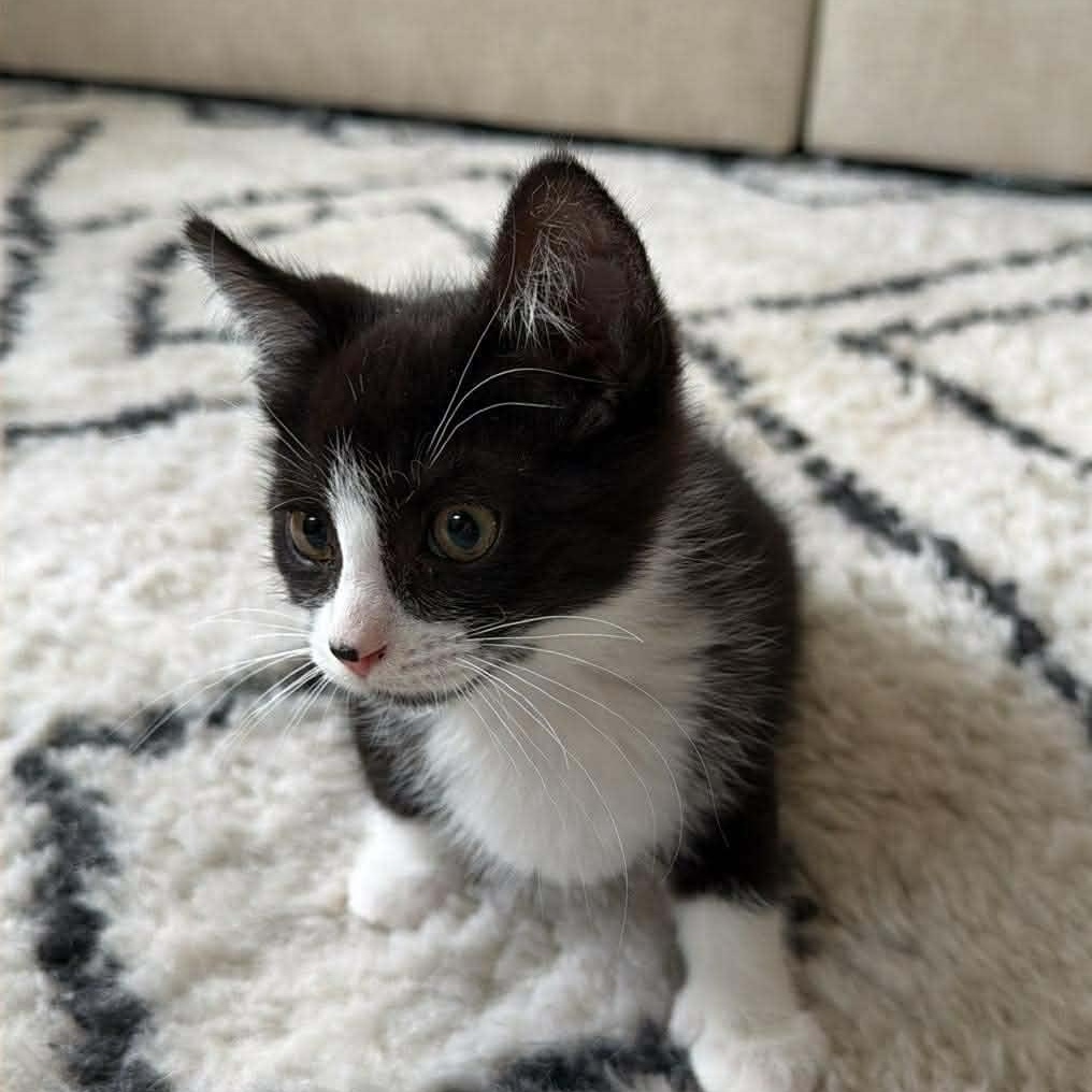 Enlarge Yahtzee, a ADOPTABLE mixed breed in East Lansing, MI image 1/5