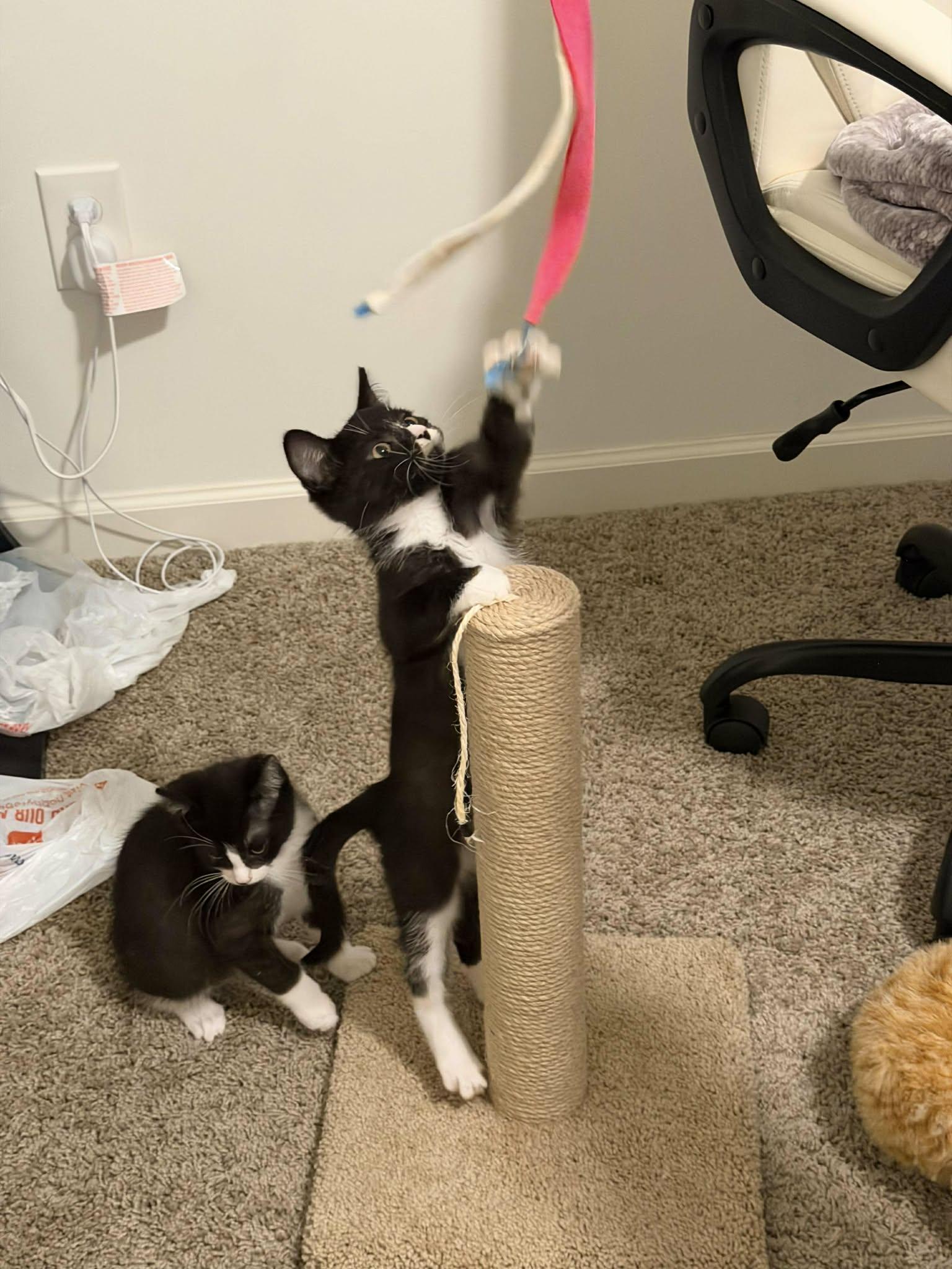 Enlarge Yahtzee, a ADOPTABLE mixed breed in East Lansing, MI image 5/5