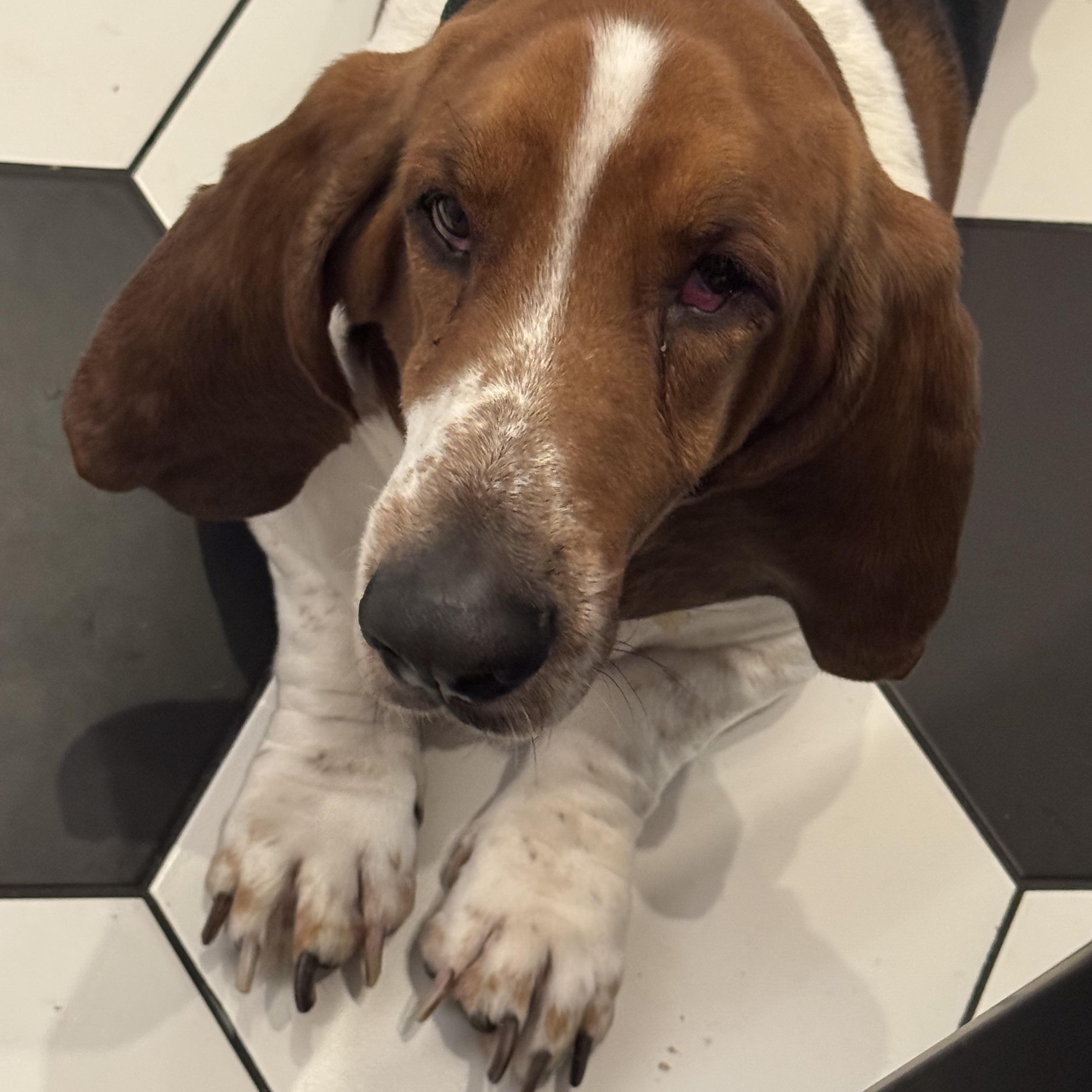 Enlarge Franklin, a Adoptable Basset Hound in Auburndale, FL image 4/4