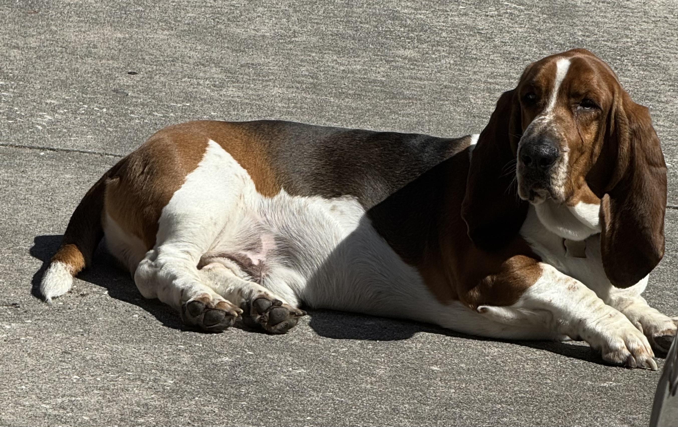 Enlarge Franklin, a Adoptable Basset Hound in Auburndale, FL image 3/4