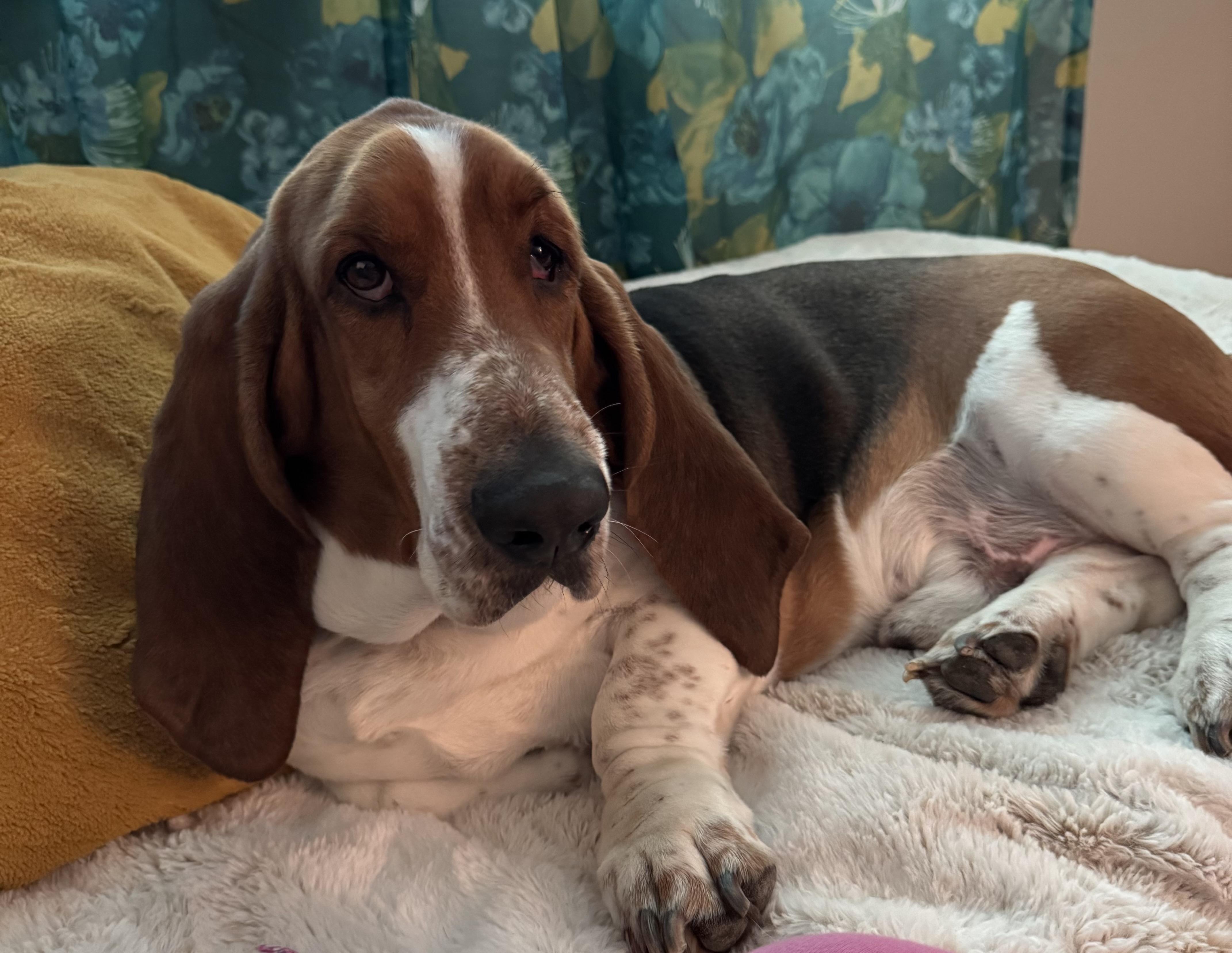 Enlarge Franklin, a Adoptable Basset Hound in Auburndale, FL image 1/4