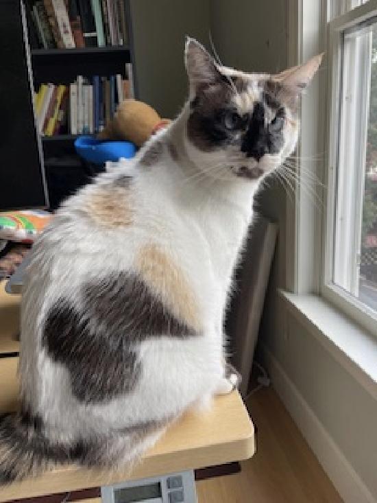 Philomena, Adoptable, Adult Female Siamese & Ragdoll.