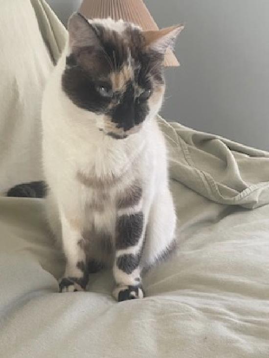 Enlarge Philomena, a Adoptable mixed breed in Half Moon Bay, CA image 2/6