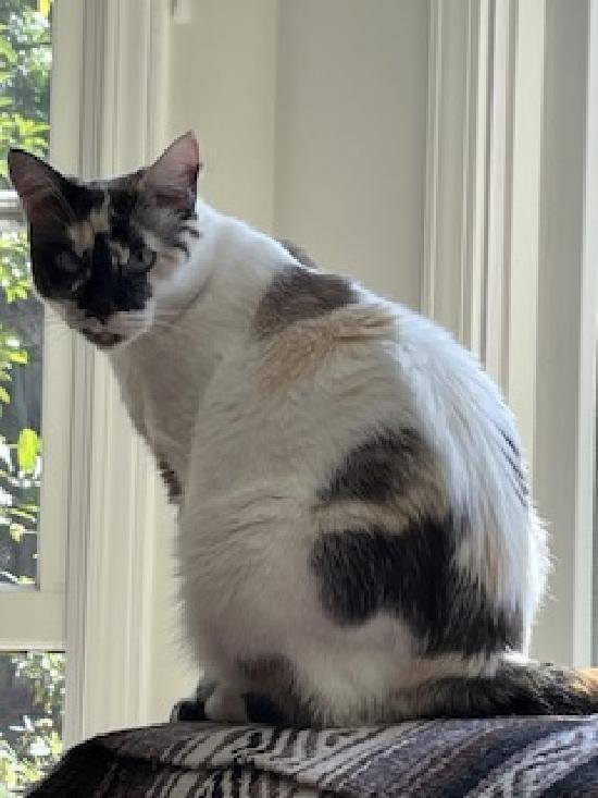 Enlarge Philomena, a Adoptable mixed breed in Half Moon Bay, CA image 3/6