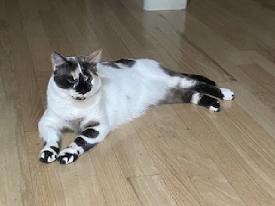 Enlarge Philomena, a Adoptable mixed breed in Half Moon Bay, CA image 4/6