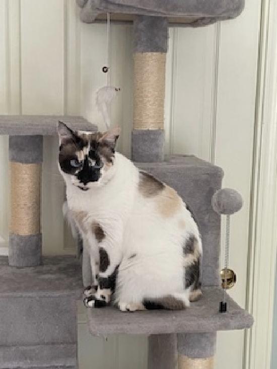 Enlarge Philomena, a Adoptable mixed breed in Half Moon Bay, CA image 5/6