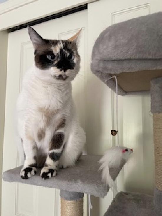 Enlarge Philomena, a Adoptable mixed breed in Half Moon Bay, CA image 6/6