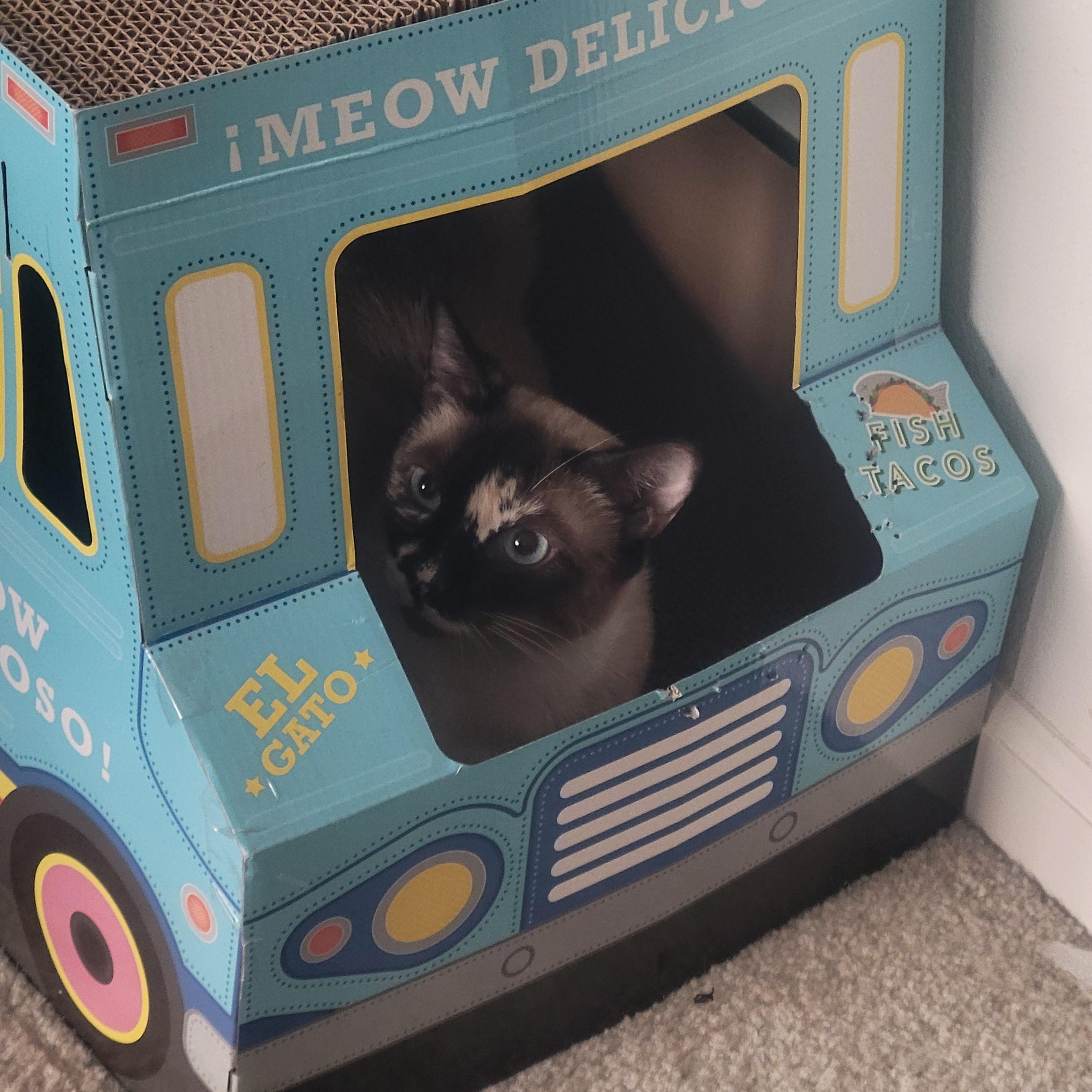 Mia, a Adoptable mixed breed in Los Angeles, CA image 4/5