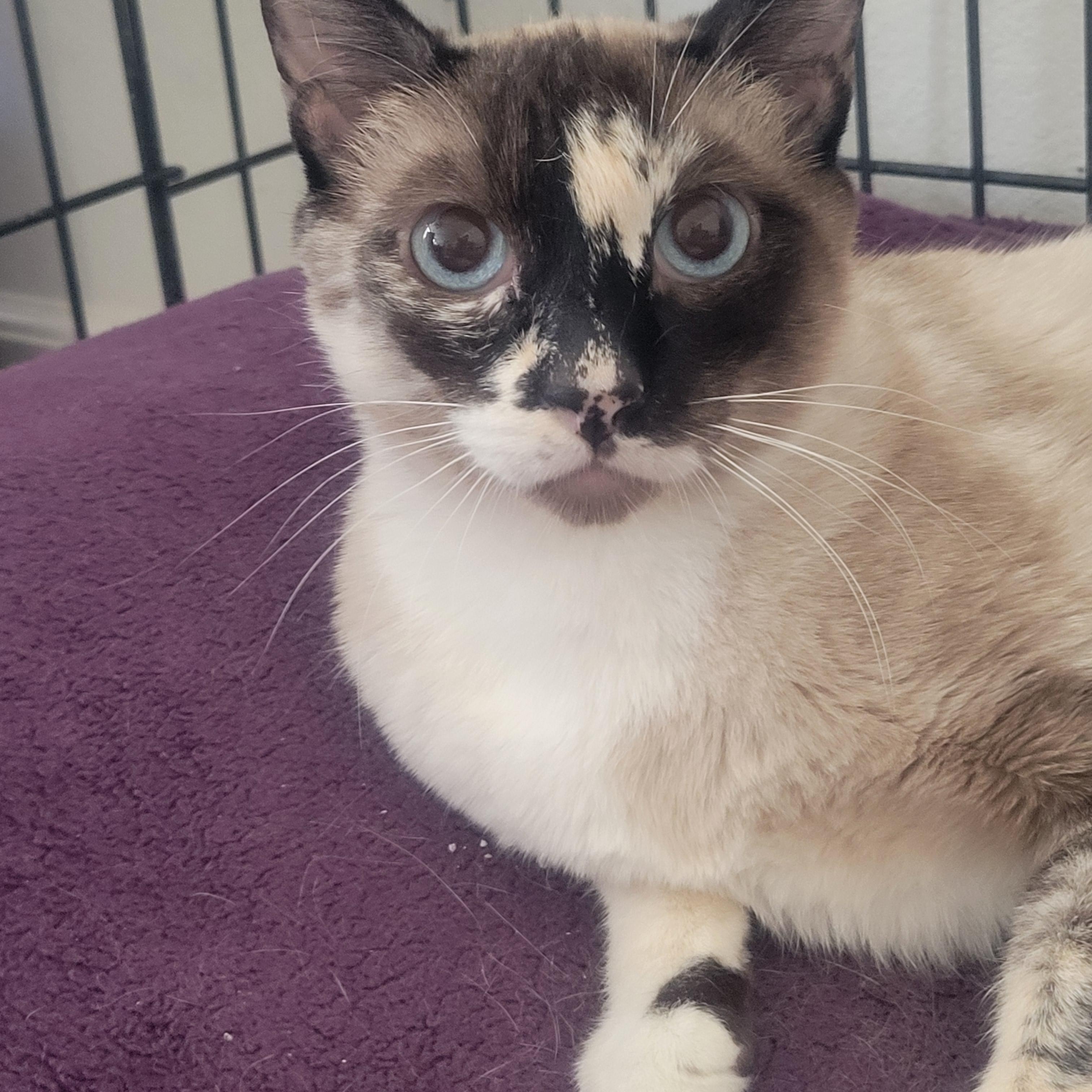 Mia, a Adoptable mixed breed in Los Angeles, CA image 3/5