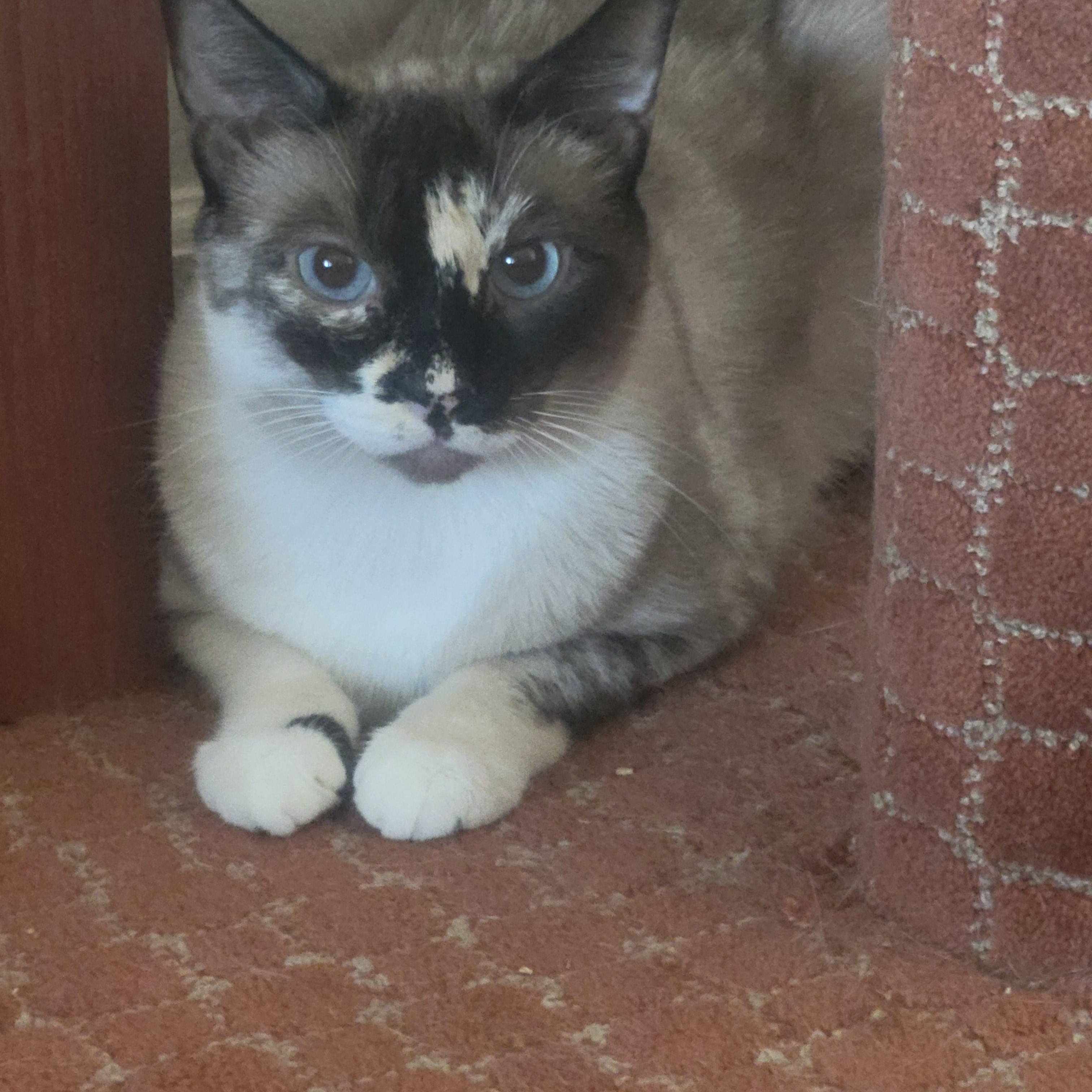 Mia, Adoptable, Adult Female Siamese & Tortoiseshell.