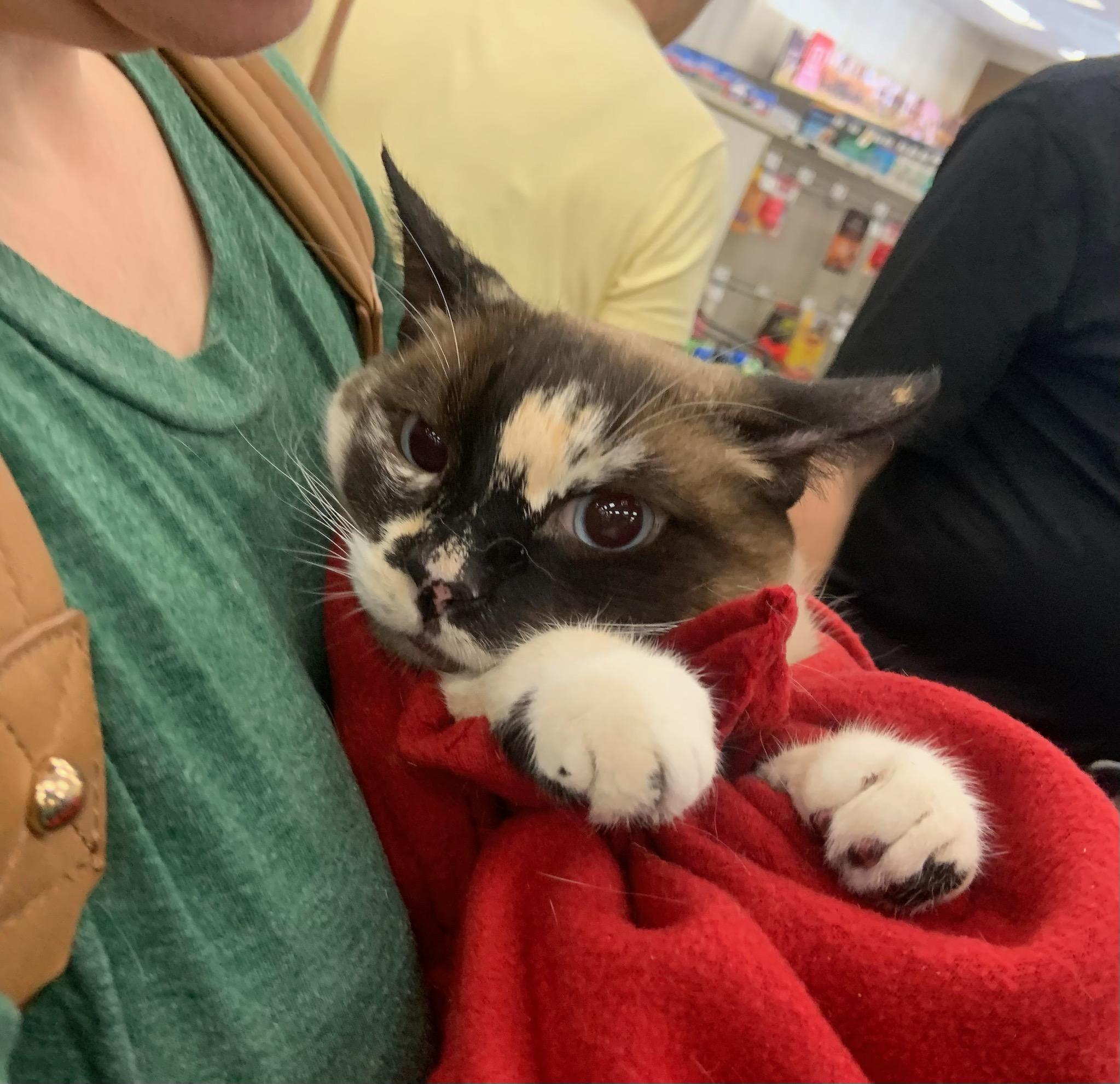 Enlarge Mia, an adoptable mixed breed in Los Angeles, CA image 6/6