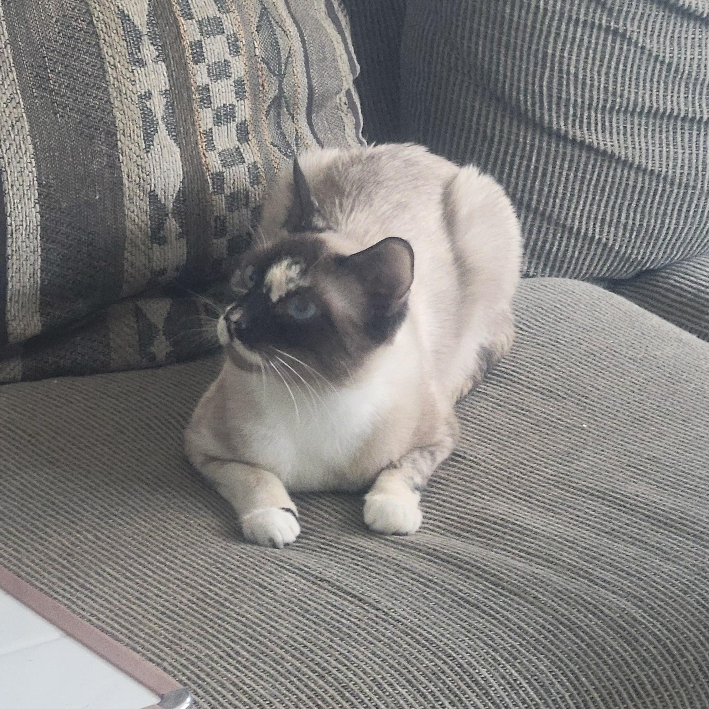 Mia, a Adoptable mixed breed in Los Angeles, CA image 5/5