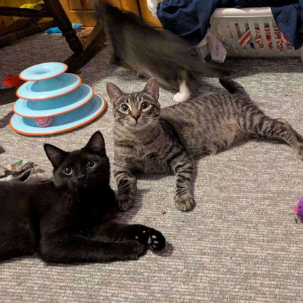 Dua Lipa, Adoptable, Young Female Domestic Short Hair.