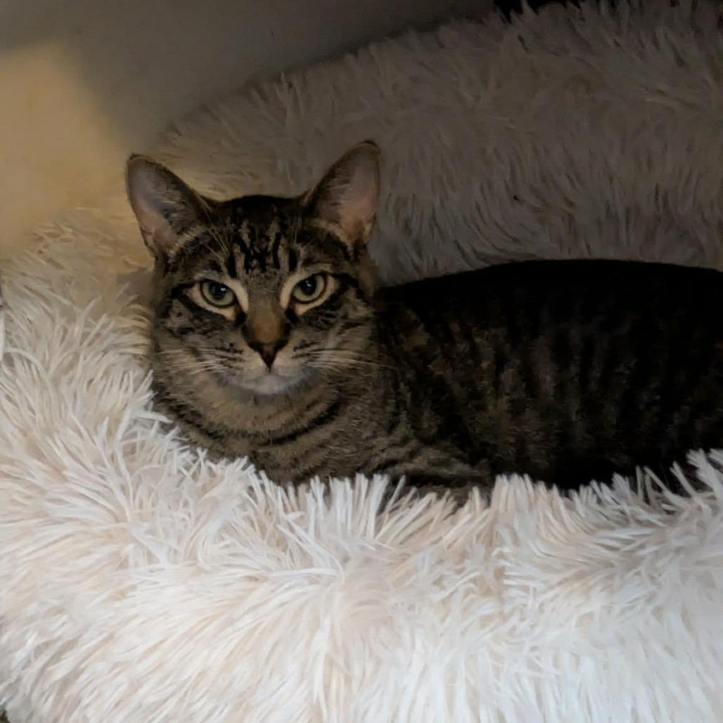 Dua Lipa, a Adoptable Domestic Short Hair in Abbotsford, BC image 2/2