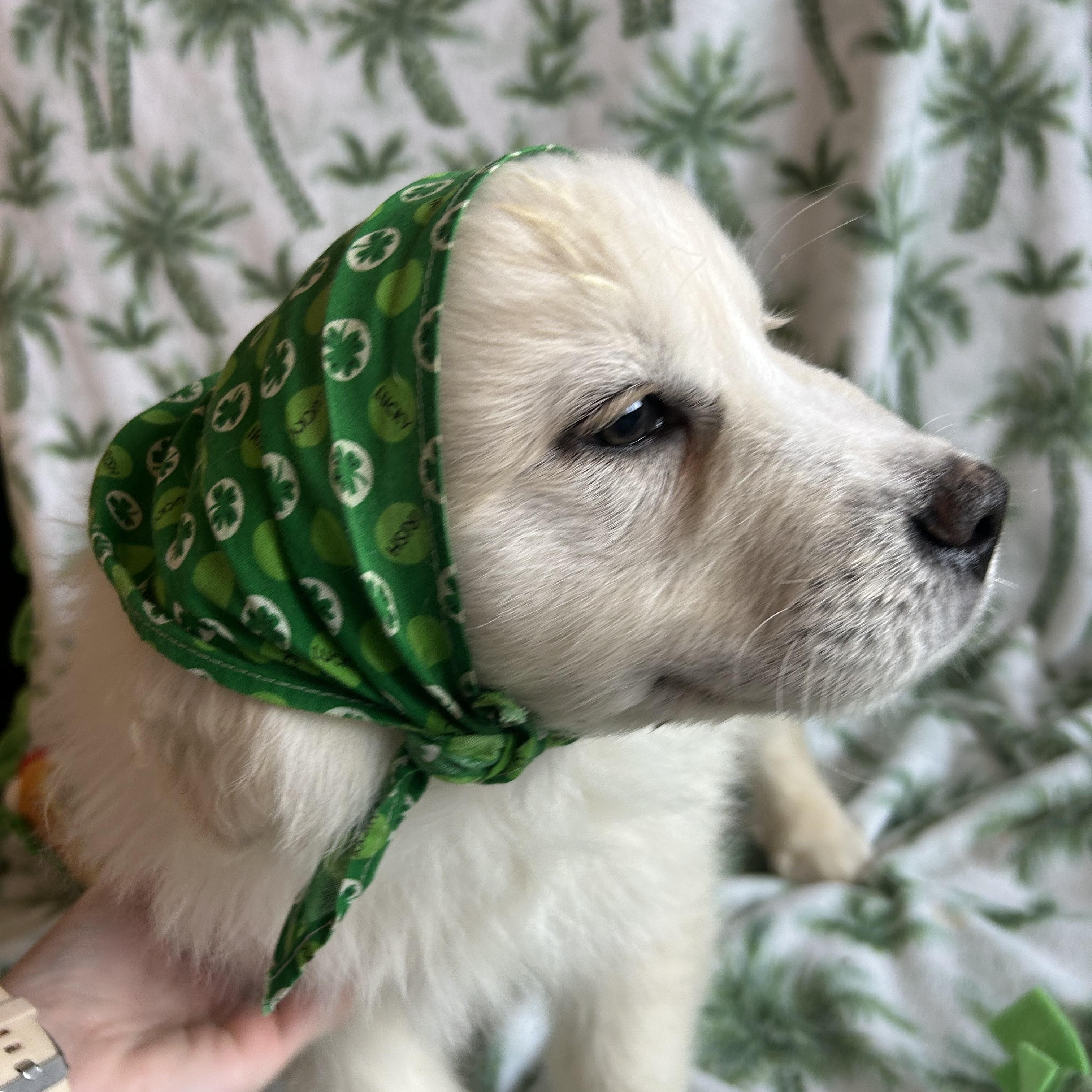 Enlarge Shamrock, an adopted mixed breed in Madison Heights, MI image 4/5