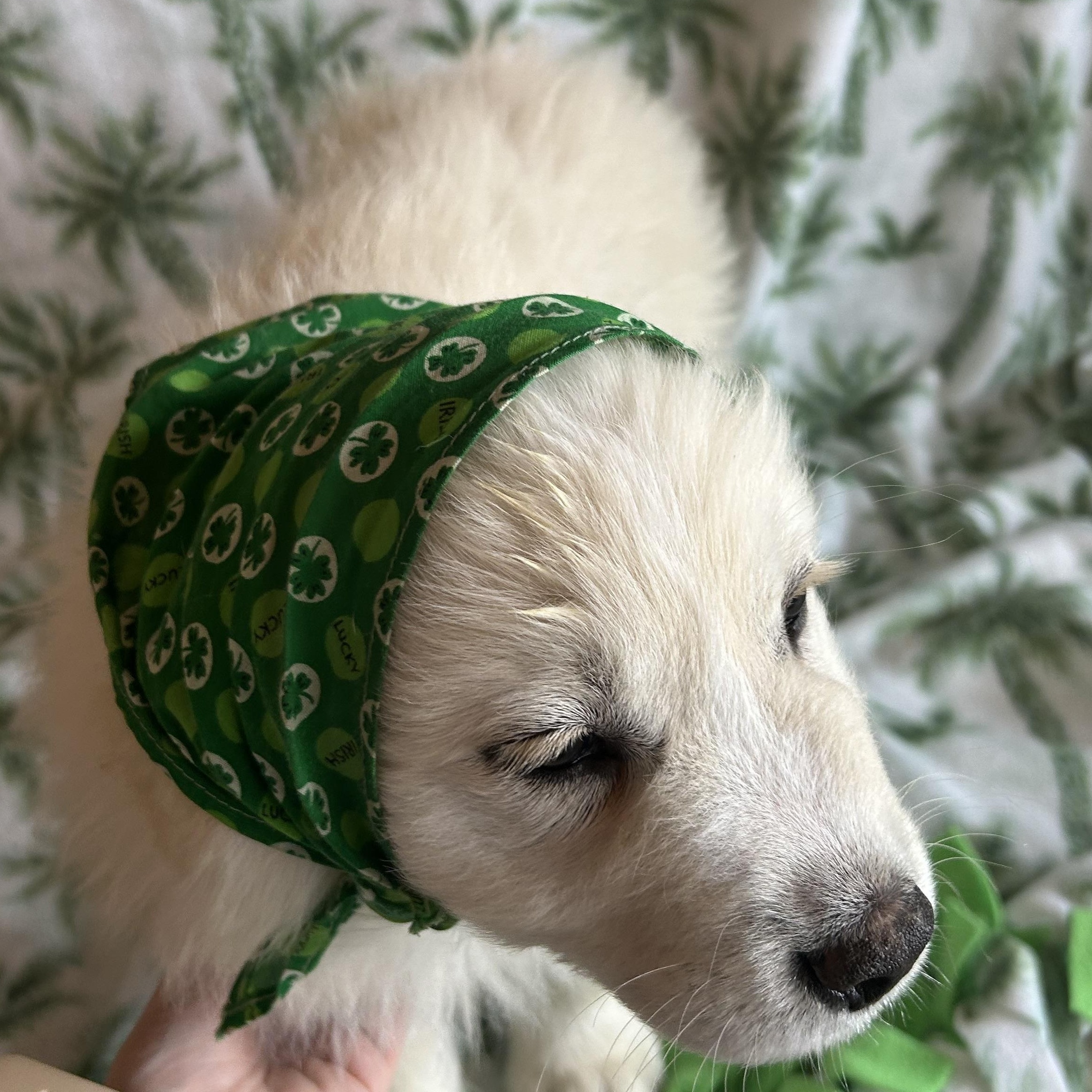 Enlarge Shamrock, an adopted mixed breed in Madison Heights, MI image 5/5