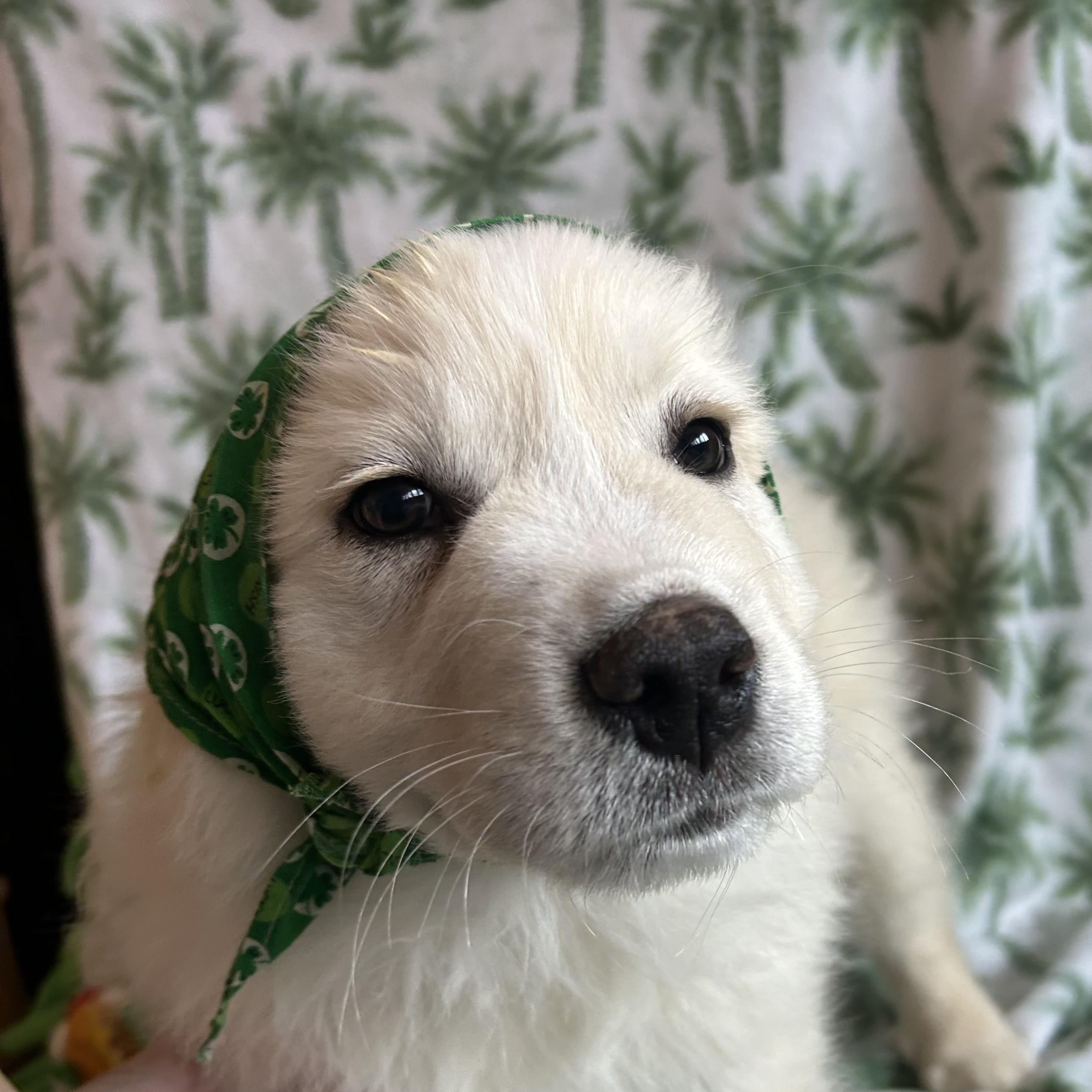 Enlarge Shamrock, an adopted mixed breed in Madison Heights, MI image 2/5