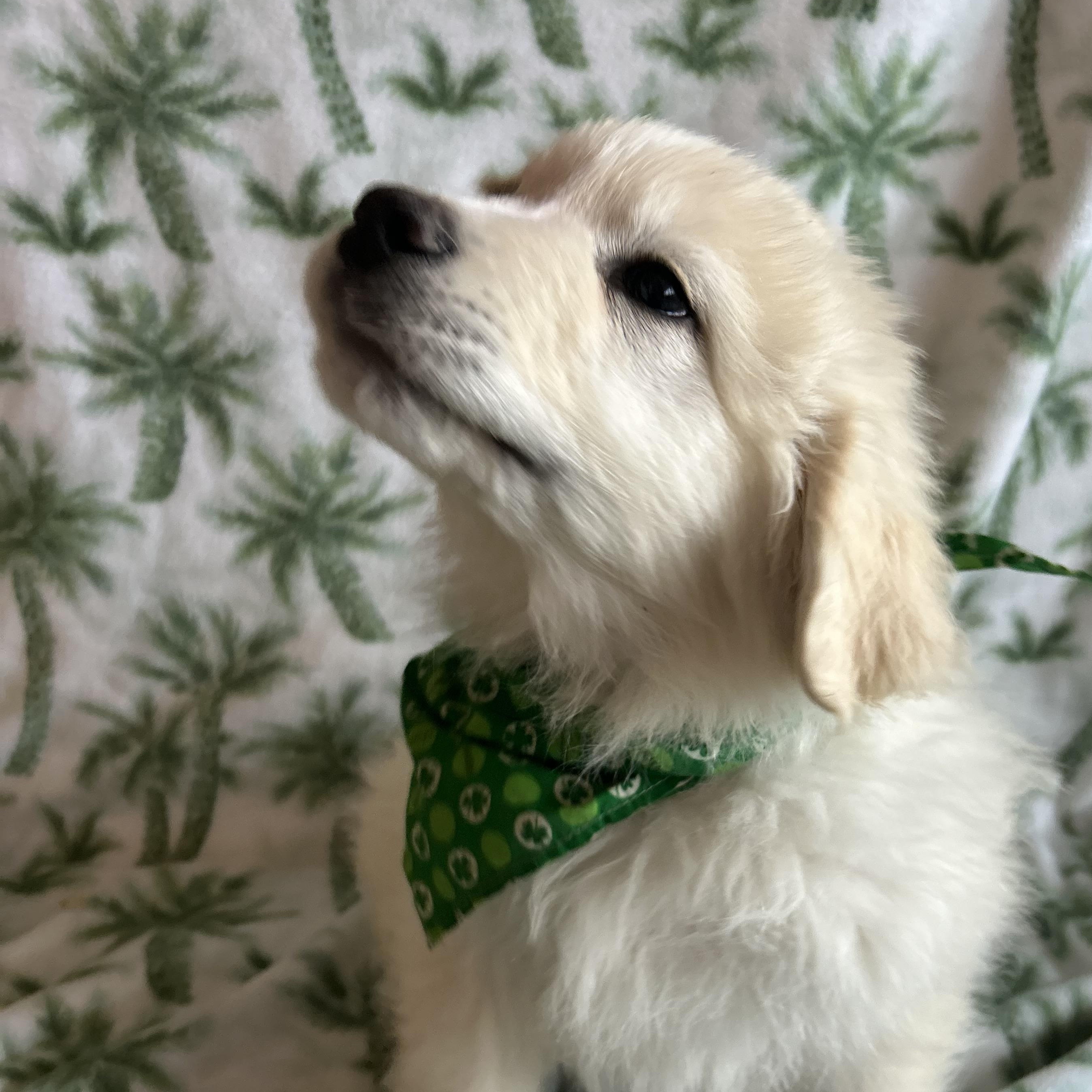 Enlarge Shamrock, an adopted mixed breed in Madison Heights, MI image 3/5