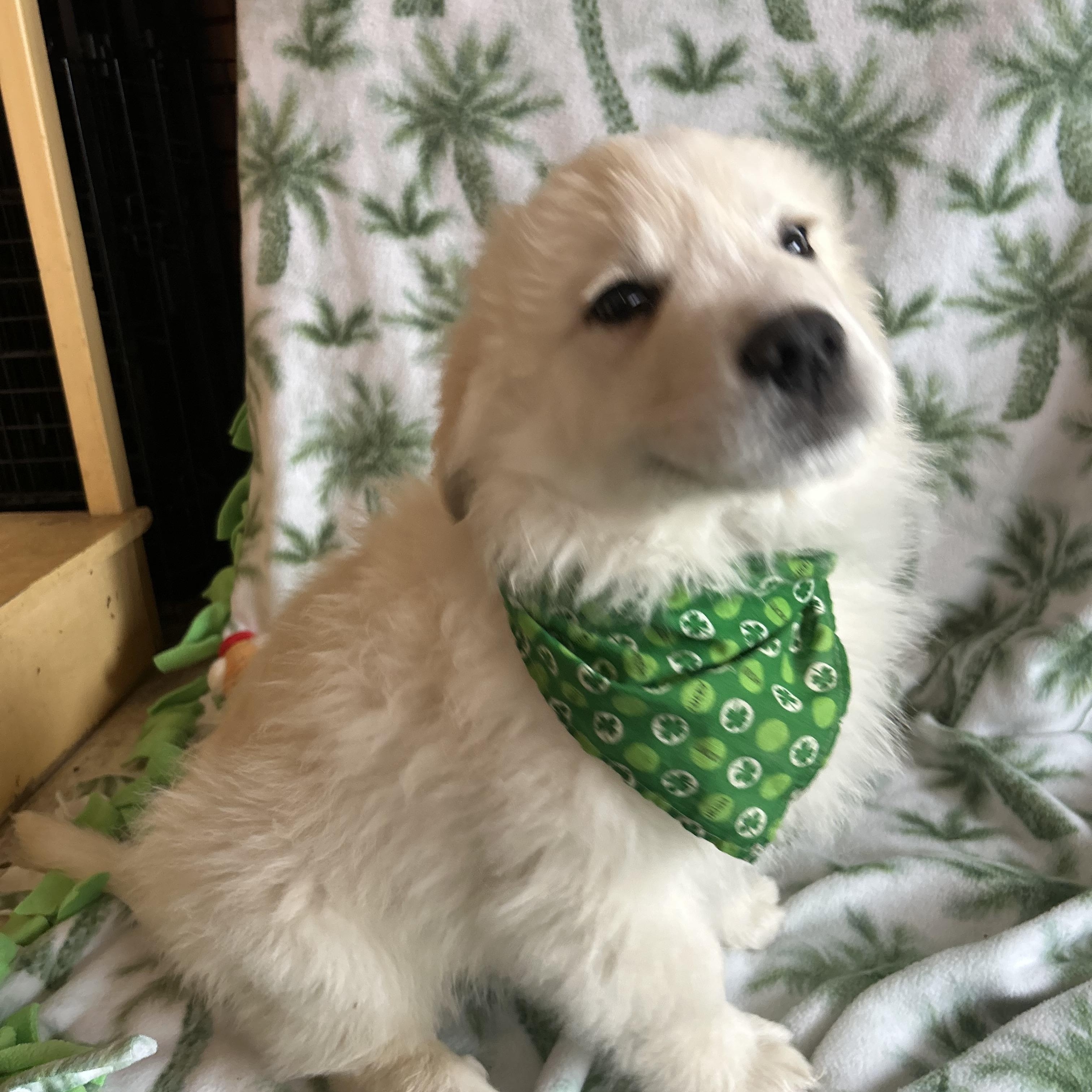 Enlarge Shamrock, an adopted mixed breed in Madison Heights, MI image 1/5