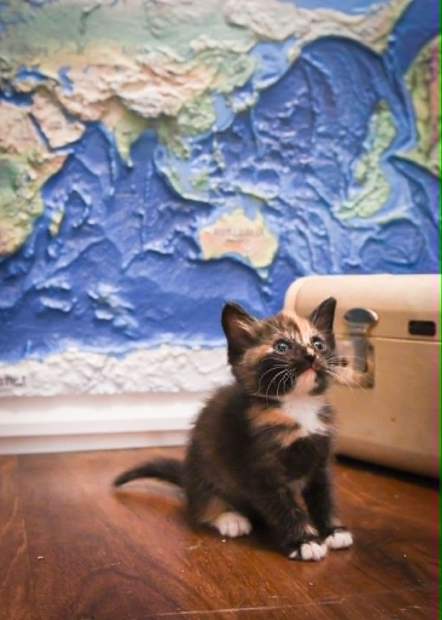 Enlarge Savannah, a Adoptable Domestic Short Hair in Port Washington, WI image 3/3