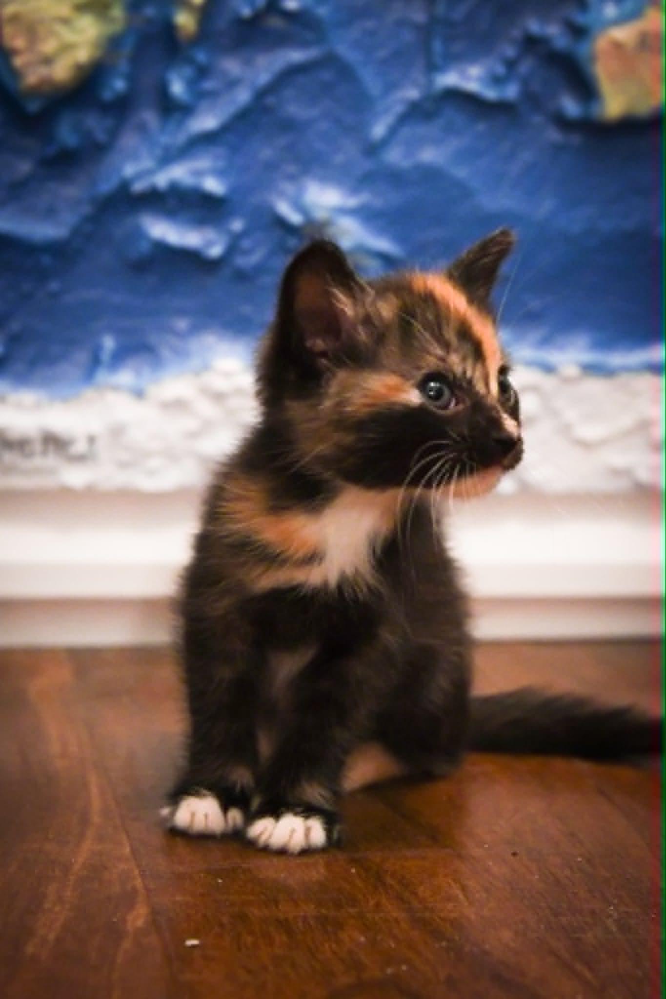 Savannah, Adoptable, Kitten Female Domestic Short Hair.