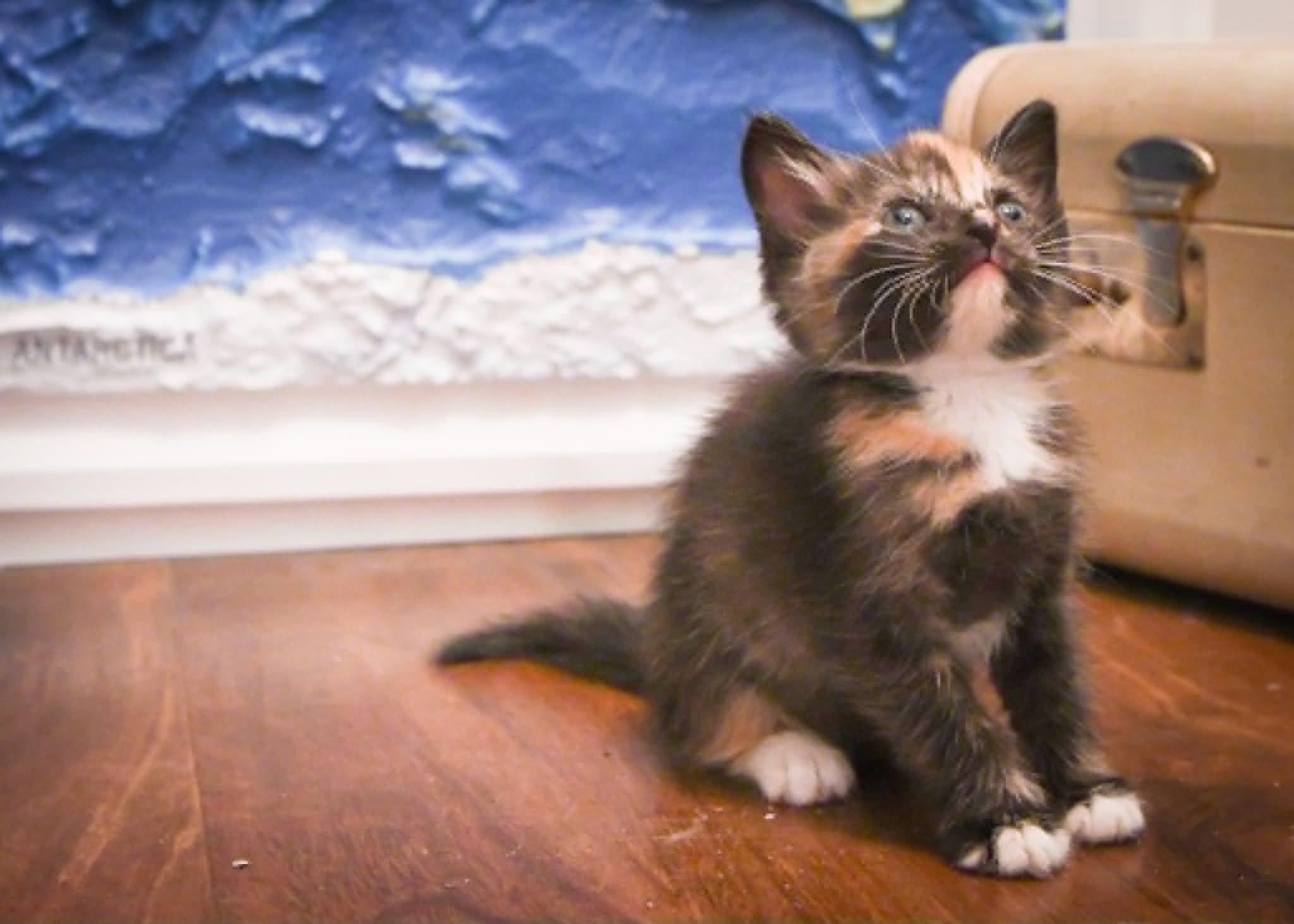 Enlarge Savannah, a Adoptable Domestic Short Hair in Port Washington, WI image 2/3