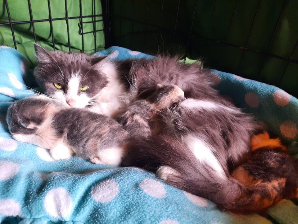 Enlarge Shadow, a Adopted Domestic Long Hair in Lewistown, PA image 1/1