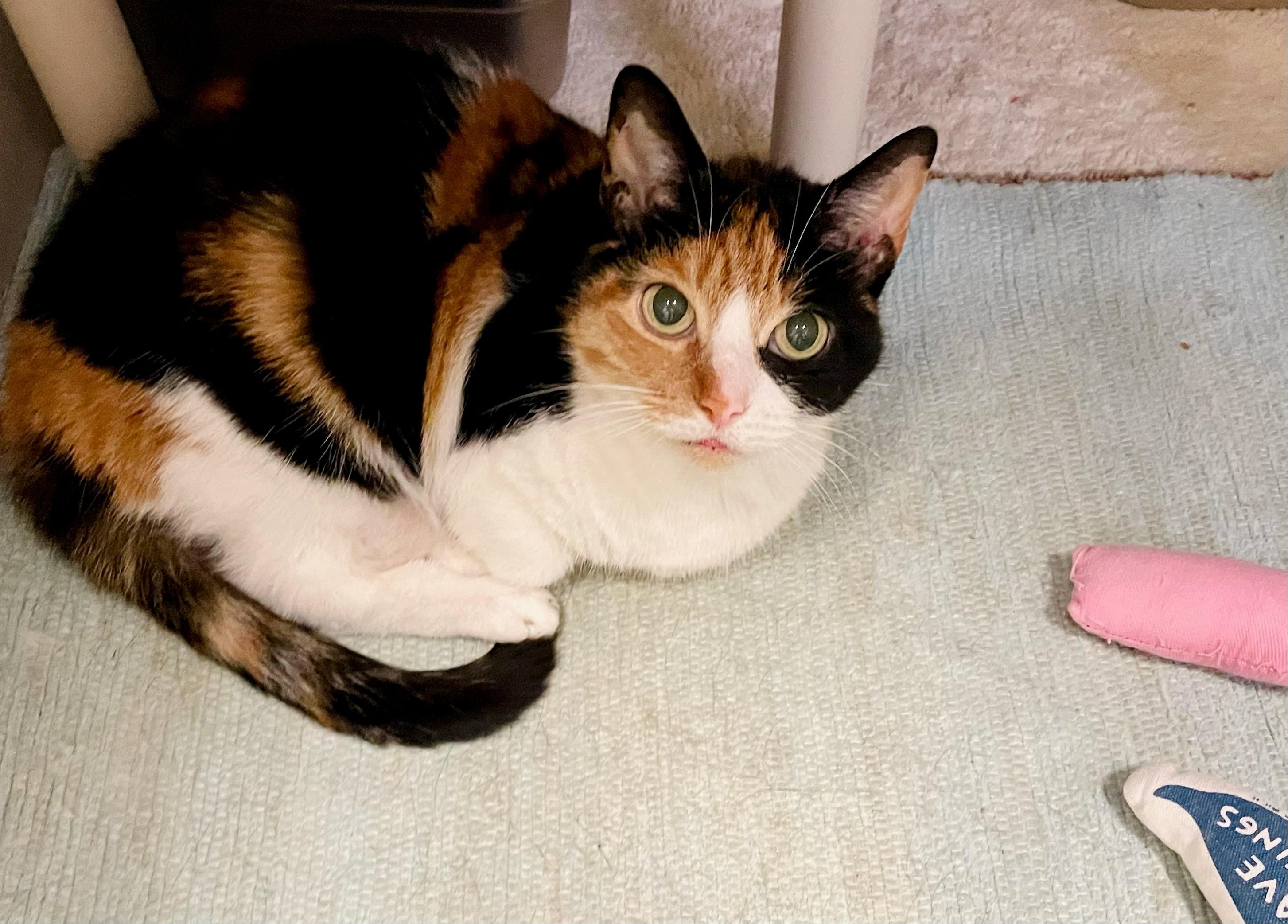 Lizzy, a Adoptable Domestic Short Hair in Columbus, IN image 1/2