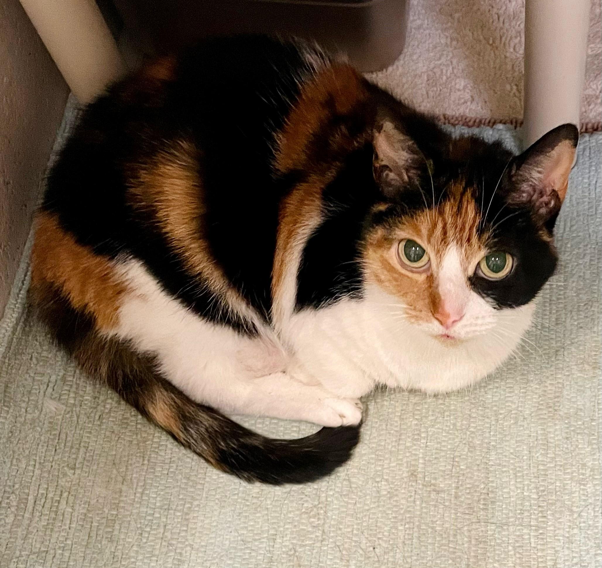 Lizzy, a Adoptable Domestic Short Hair in Columbus, IN image 2/2