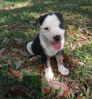 Blizzard — thumbnail 2