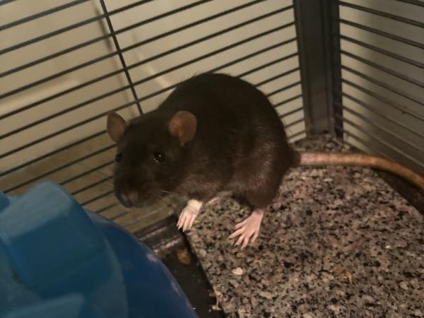 Shadow & Coraline (The Anime Girls), Adoptable, Adult Female Rat.