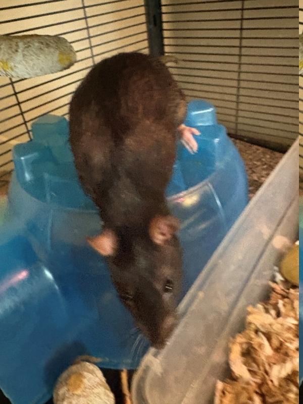 Shadow & Coraline (The Anime Girls), a Adoptable Rat in Merrimack, NH image 2/2