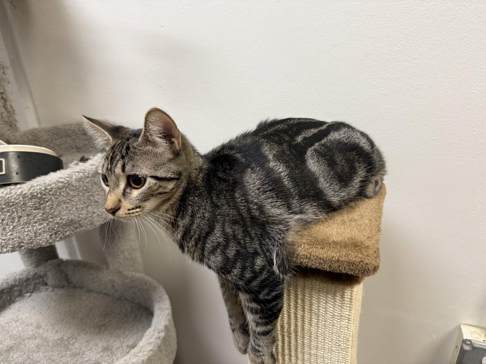 Ronja, Adoptable, Kitten Female Domestic Short Hair.