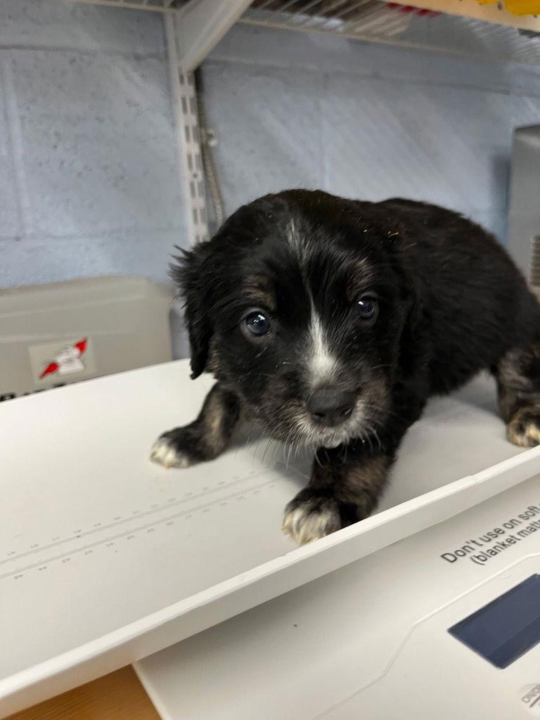 Puppy - Cookie, Adoptable, Puppy Male Cocker Spaniel.