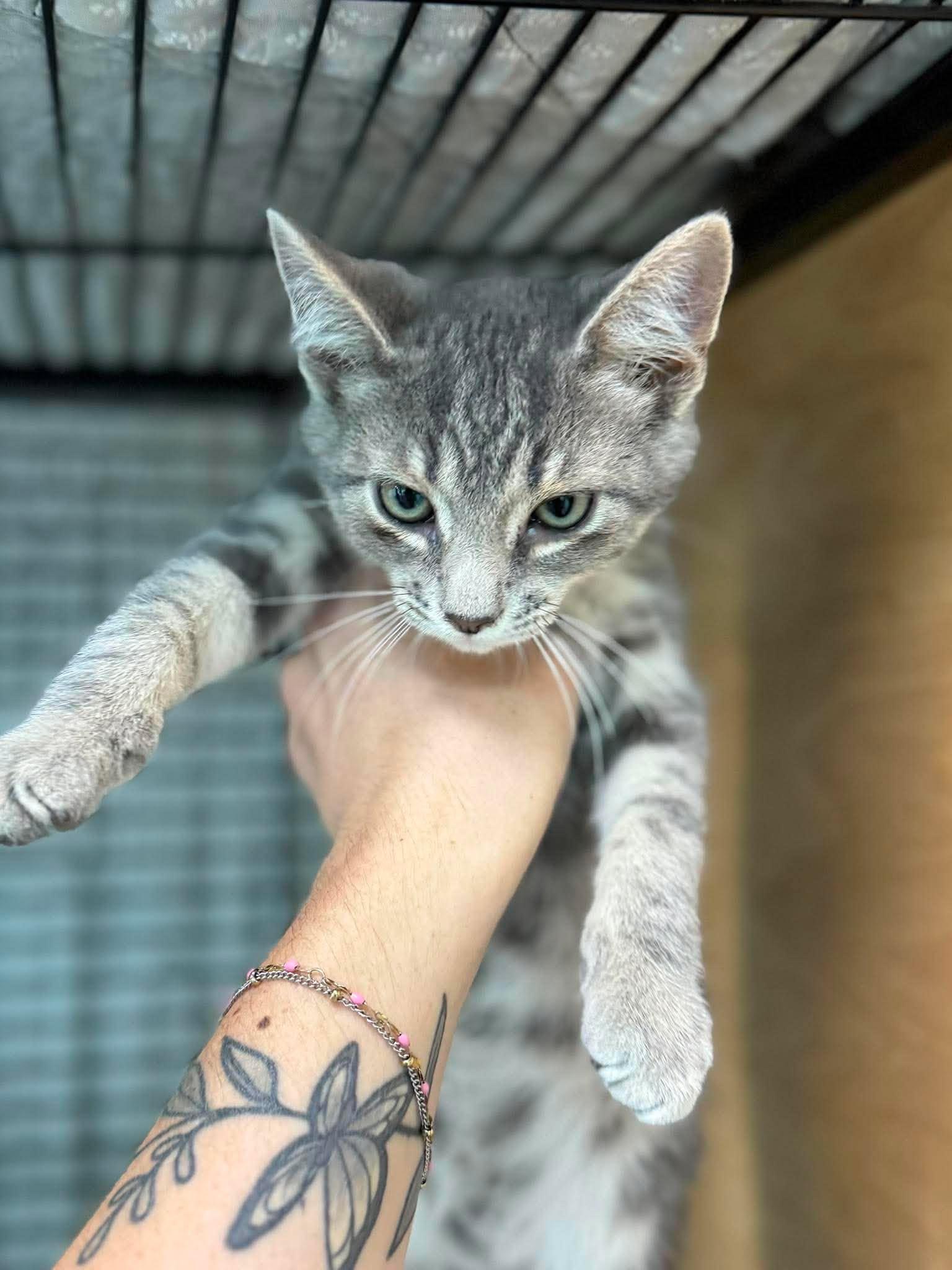 Enlarge Slushie, a Adopted Domestic Short Hair in Leitchfield, KY image 1/1