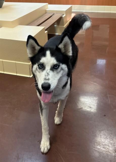ODESSA, Adoptable, Young Female Siberian Husky & Mixed Breed.