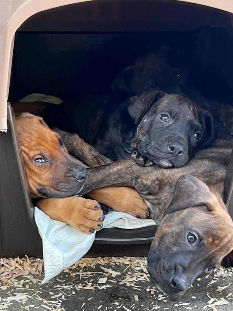 Enlarge Gherkins, a Adoptable mixed breed in Reno, NV image 1/5