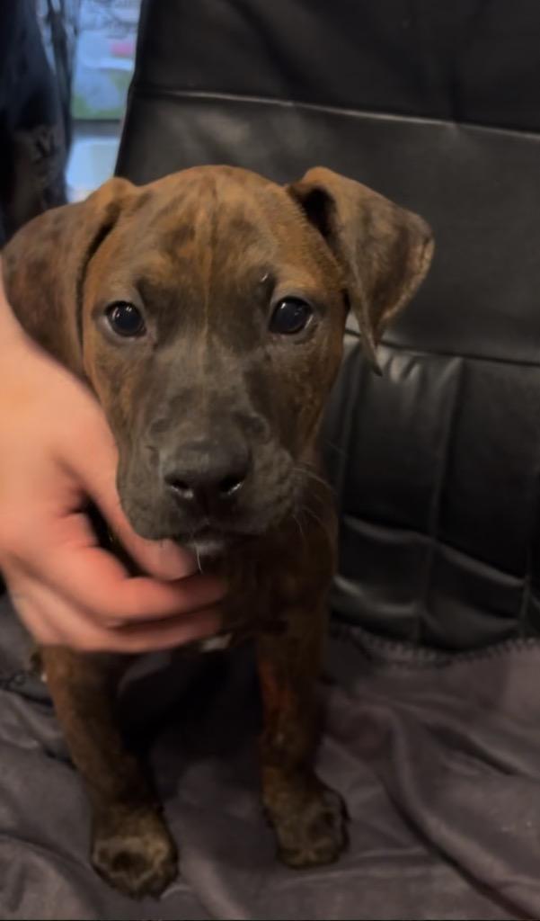 Enlarge Gherkins, a Adoptable mixed breed in Reno, NV image 2/5