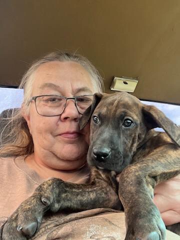 Enlarge Gherkins, a Adoptable mixed breed in Reno, NV image 4/5