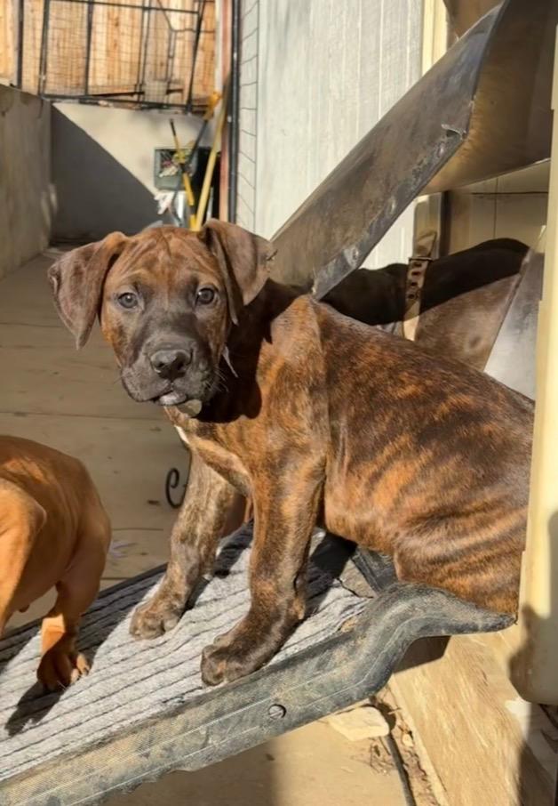 Enlarge Gherkins, a Adoptable mixed breed in Reno, NV image 5/5