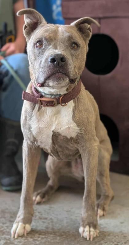 Enlarge Hazel, a Adoptable mixed breed in La Harpe, KS image 1/3
